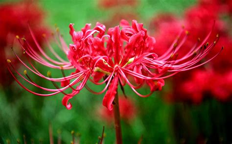 Southern Lagniappe The Elusive Spider Lilies