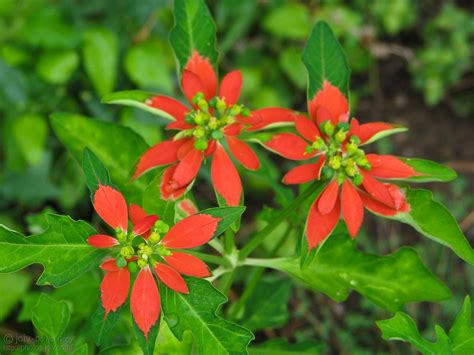 Wild Poinsettias Summer Poinsettia Or Mexican Fire Plant  Flickr