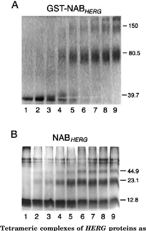 Figure From The Human Mutation Of The Herg Potassium Channel