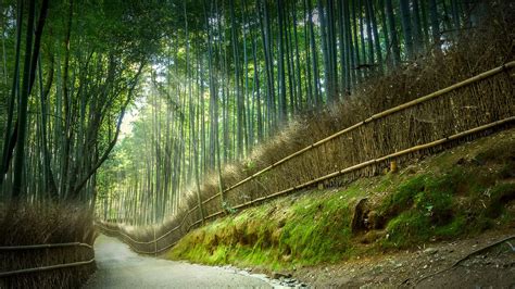 Tenryuji Temple Kyoto Bamboo Forest