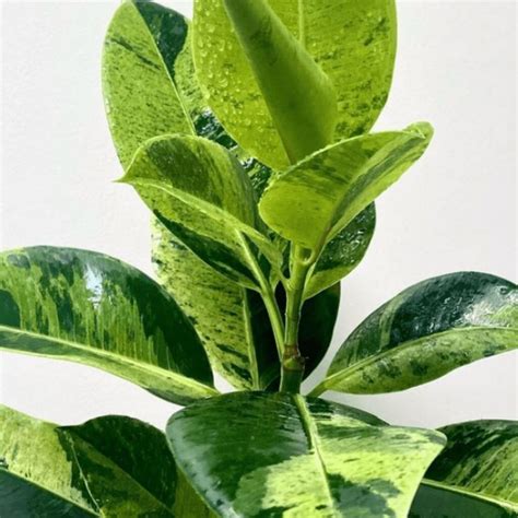 Ficus Shivereana Growing Guide And Care