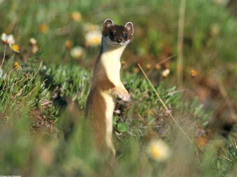 Weasel | The Life of Animals