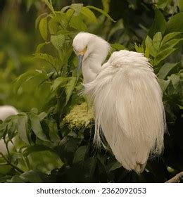 Snowy Egret Preening Breeding Plumage Feather Stock Photo 2362092053