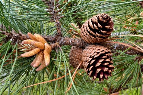 Pitch PinePinus rigida - New England Trees