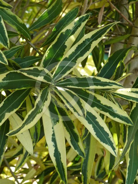 Nerium Oleander Splendens Foliis Variegatis Variegated Double