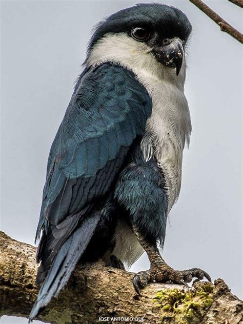 Philippine Falconet Microhierax Erythrogenys By Jose Antonio Que