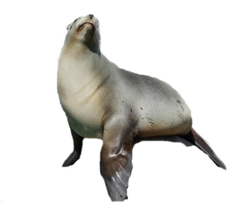 Seal PNG Transparent Images, Pictures, Photos | PNG Arts