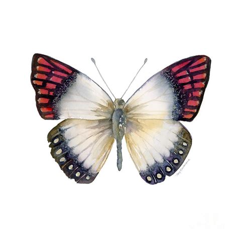 Magenta Tip Butterfly By Amy Kirkpatrick Butterfly Art Butterfly