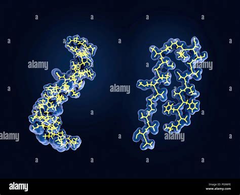 Amyloid protein structural changes hi-res stock photography and images ...