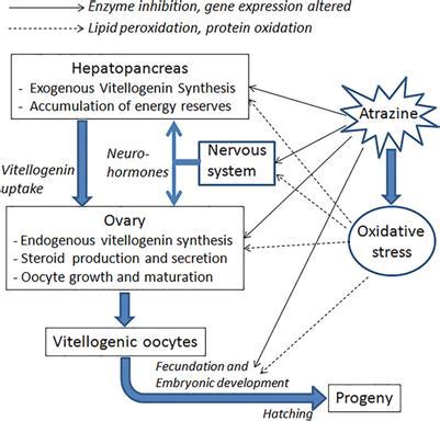 Frontiers Effects Of The Herbicide Atrazine On Crustacean