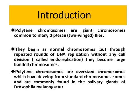 Polytene Chromosomes