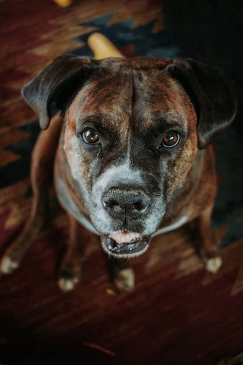 The Boxer Mastiff Mix Dog Breed Information - Your Dog Advisor