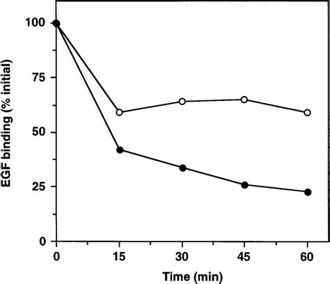 EGFR downregulation shown as a percentage of initial 125 I-EGF binding ... 