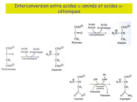 PPT Métabolisme des acides aminés PowerPoint Presentation free