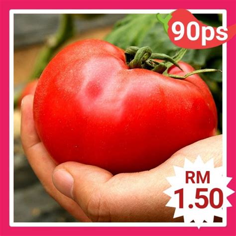 Buy One Get One Free50 Seeds Not Plants Biji Benih Tomato Besar Big