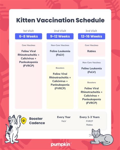 Kitten Vaccination Schedule: A Guide for New Cat Owners | Pumpkin®