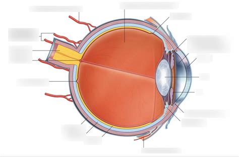 Anatomy Of The Eye Diagram Quizlet