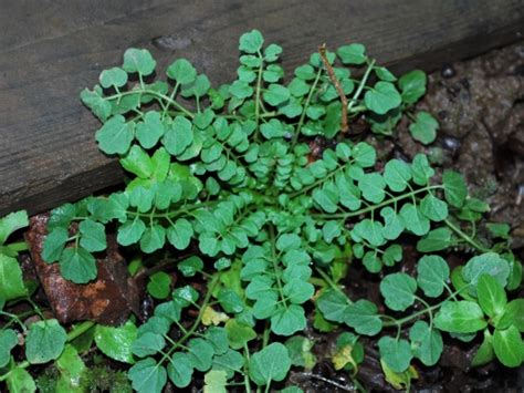 Hairy Bittercress Cardamine Hirsuta