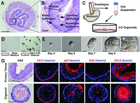 Primary Esophageal Cells Form 3d Organoids In Vitro A Hematoxylin And