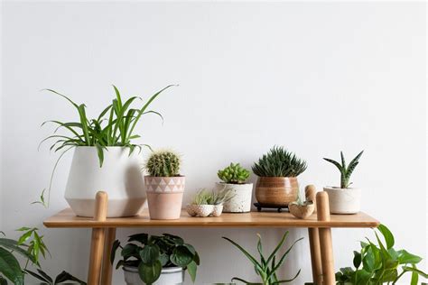 24 Innovative Cactus Room Décor Images and Ideas for Fresh Home ...