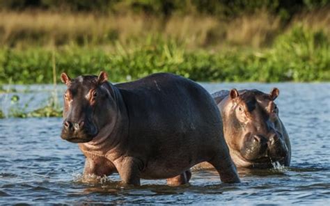 Katavi National Park | Face Of Africa Adventure