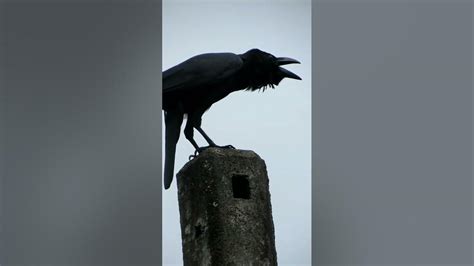 Crow Loud Voice 😮😮 🐦🐦 Bird Nature Viral Trending Shorts Youtube