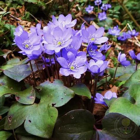 Печёночница благородная (Hepatica nobilis) купить в Москве по низкой ...