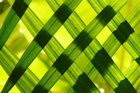 Bamboo Grass · Free Stock Photo