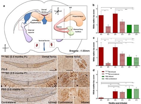 P S Be Induced Tau Pathology In White Matter Tracts A The Fornix