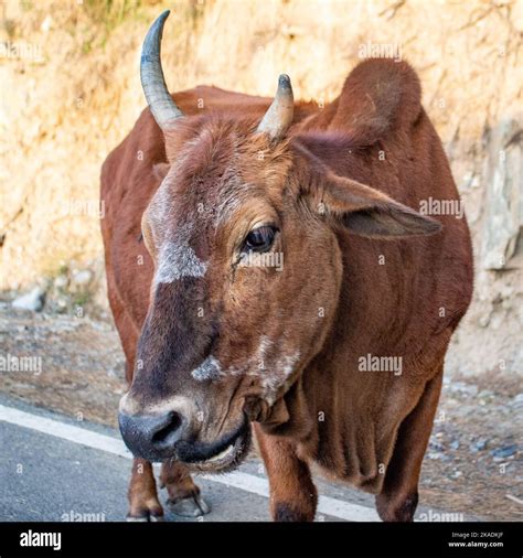 Bull Breed Hi Res Stock Photography And Images Alamy