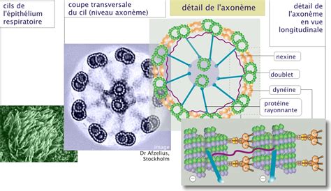 4 Le Cytosquelette Biologie Cellulaire Fonctions Des Microtubules