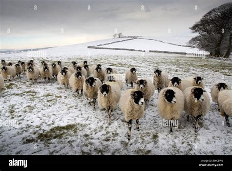 Swaledale Sheep On Ecton Hill Peak District National Stock Photo Alamy