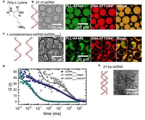 Figure From Dna Local Flexibility Dependent Assembly Of Phase