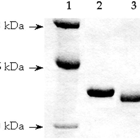 SDS PAGE Of The NADH Oxidases For S Solfataricus 3 G Of SsNOX38 Lane