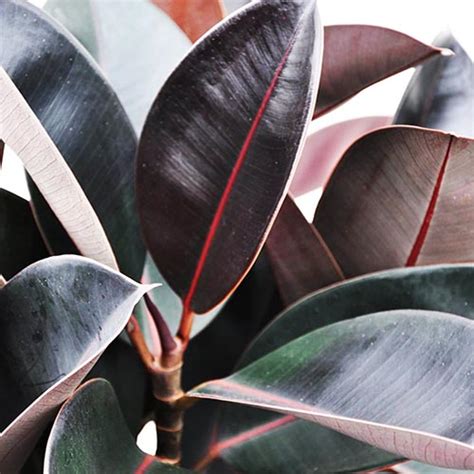 Ficus Elastica Single Plant Buy 6000 Plants Seeds Pots Online At