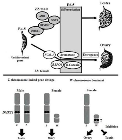 Comparison Of Sex Determination In Vertebrates Nonmammals Intechopen