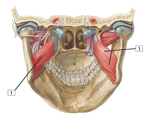 Medial And Lateral Pterygoid Muscle Anatomy And Function 44 OFF