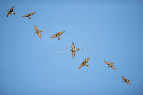 Group of Bee Eaters Flying on Blue Sky Stock Photo - Image of bird ...