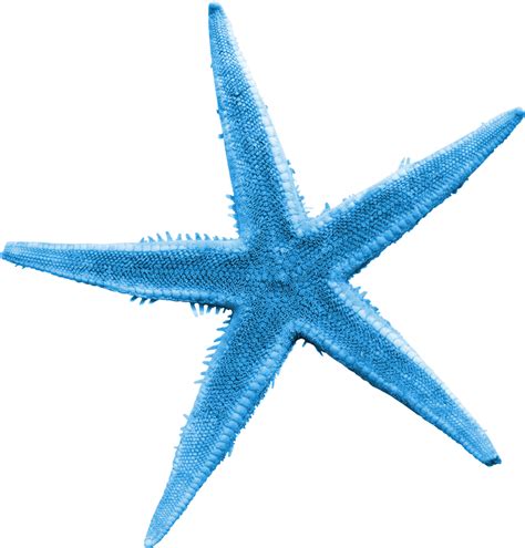 Starfish Png Transparent Png Mart