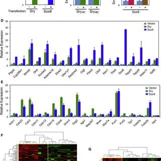 Pdf The Sex Determining Factors Sry And Sox Regulate Similar Target Genes And Promote Testis