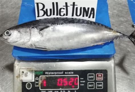 Wholesale Bullet Tuna Exporter | Larider S. A.