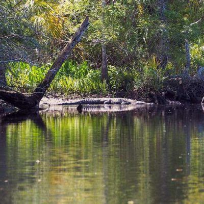 Levy County History And Dixie County History - A Forgotten Part Of Florida