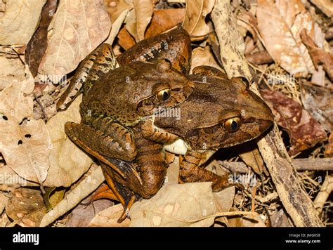 Giant Barred Frog Stock Photo Alamy