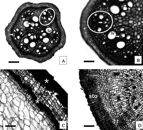 A–D. Cross section showing anatomy of aerial stem and tuber. A and C.... | Download Scientific ...