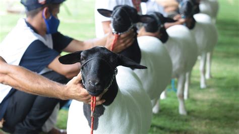 Agro Sem Limites Ter Julgamentos Ranqueados Pela Abcdorper