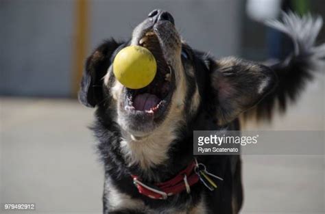 15 Dogcatcher Stock Photos, High-Res Pictures, and Images - Getty Images