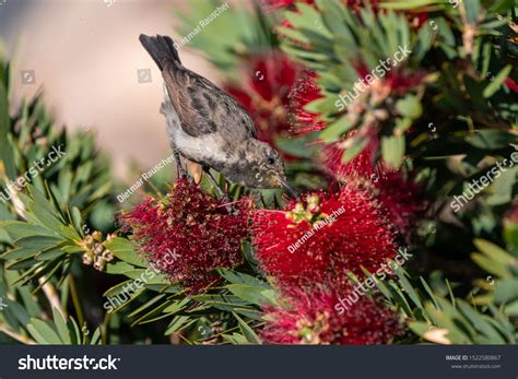 Female Whitebellied Sunbird Feeding Drinking Nectar Stock Photo ...