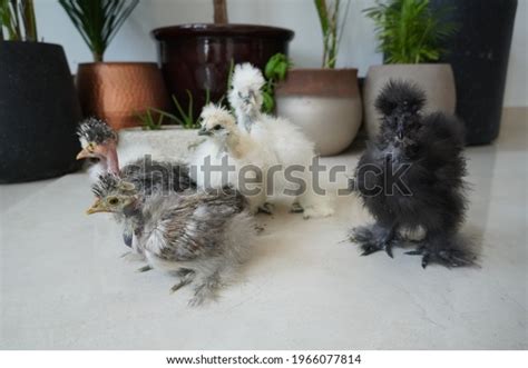 Naked Neck Silkie Showgirl Chicks White Stock Photo 1966077814