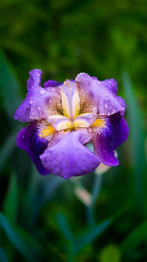 Purple Irises Wallpapers - Wallpaper Cave