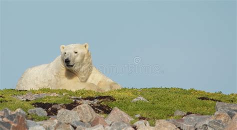 Curious Polar Bear Portrait Stock Photo Image Of Carnivore Polar